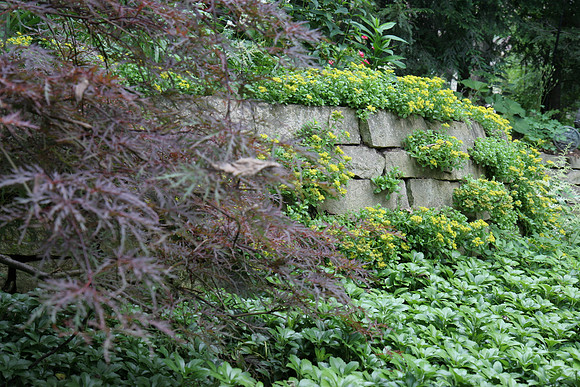 Wall Flowers