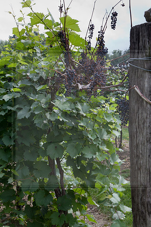 Cody Kresta Winery Grapes