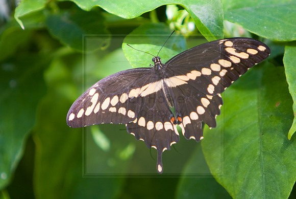 Palamedes Swallowtail