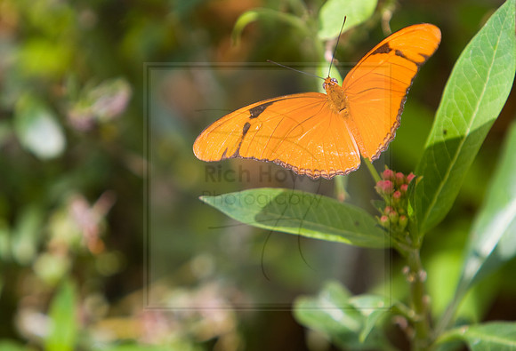 Julia Heliconian