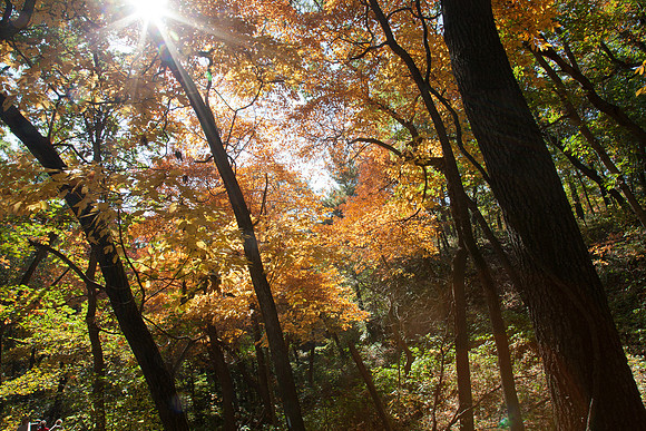 Rays of Fall
