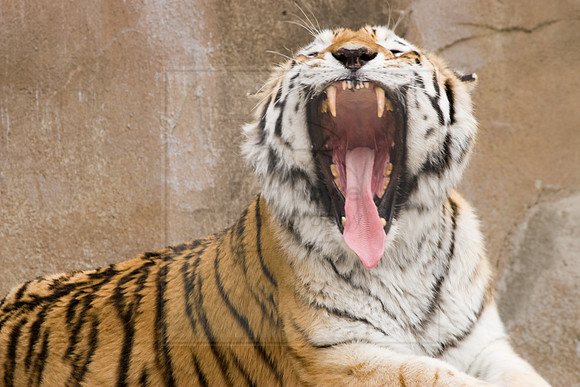 Yawn