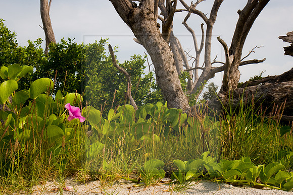 Beach Flower
