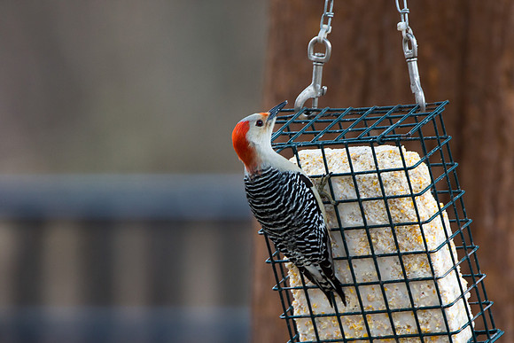 Red-bellied Woodpecker