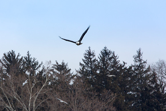 Hunting Eagle
