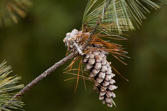 Winter Pinecone