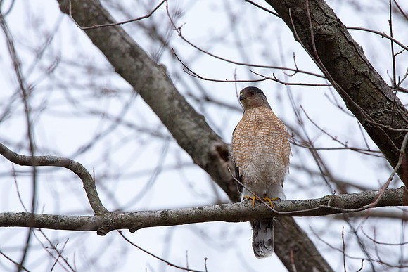Red-tailed Hawk