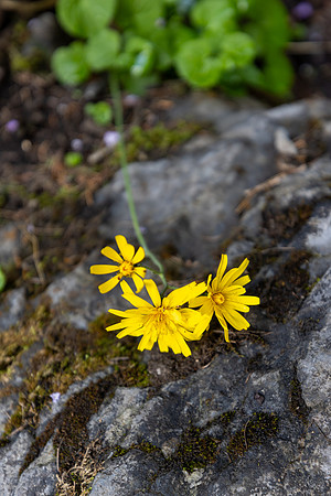 June 28 - Kandersteg