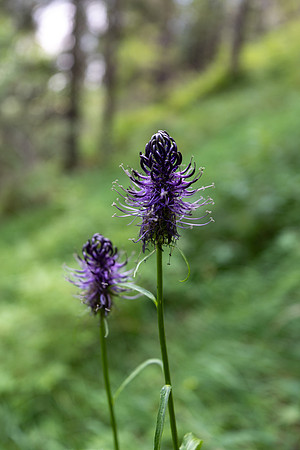 June 28 - Kandersteg