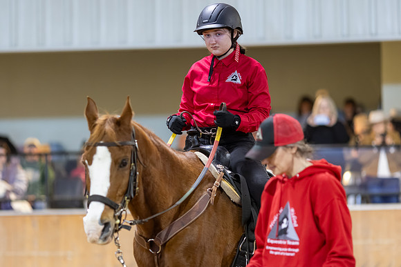 Fiona Hoffman riding Amir in Stock Seat Equitation