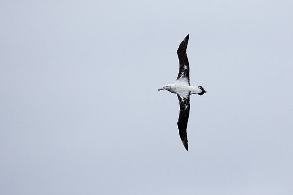 Albatross