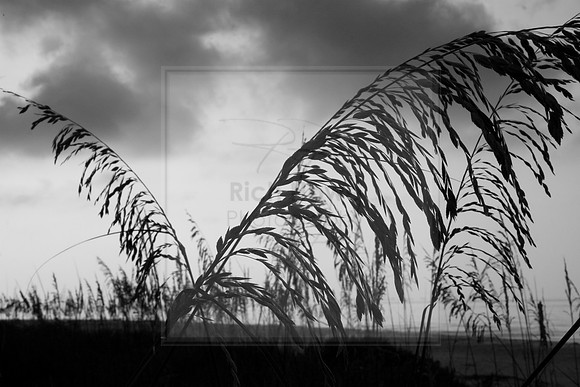 Sea Oats