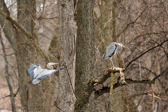 Heron Landing