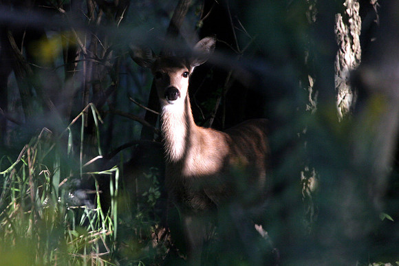 Watchful Eye