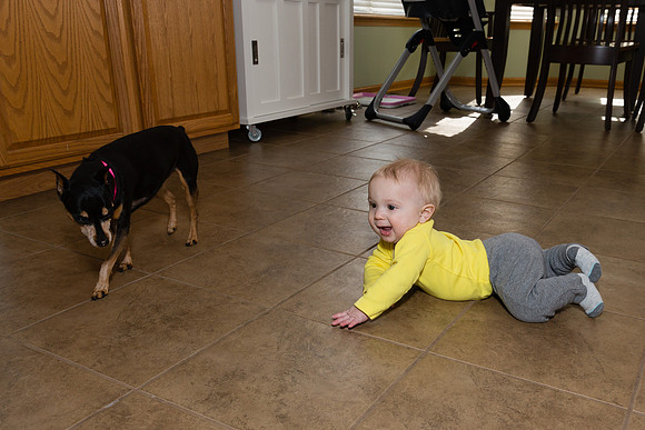 Scaring the Dog
