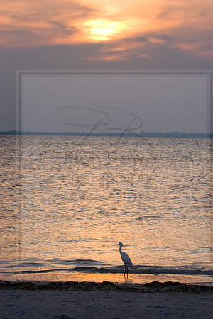 Morning Ibis