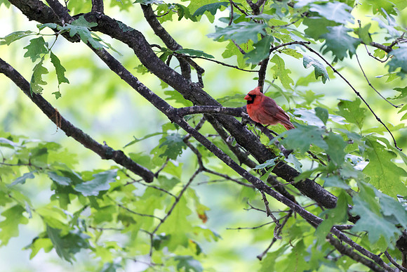 Mr. Cardinal