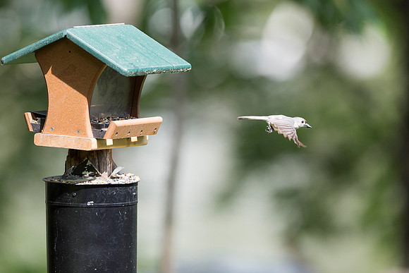 Fly Little Titmouse