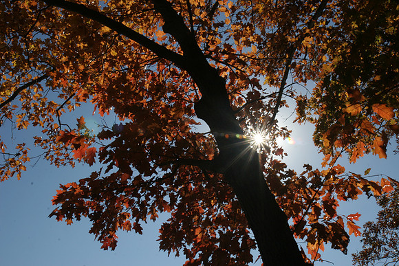 Sunbeam