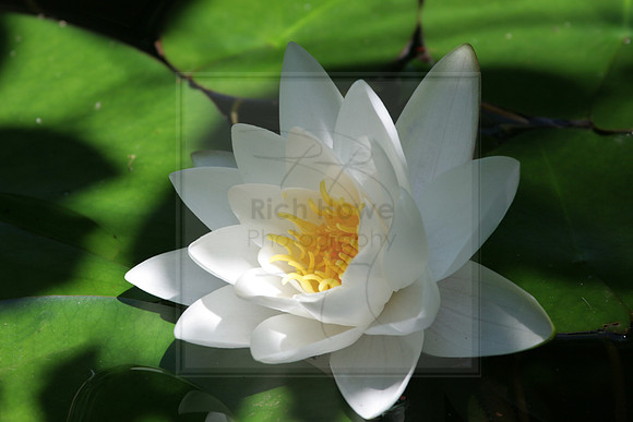 Lilly