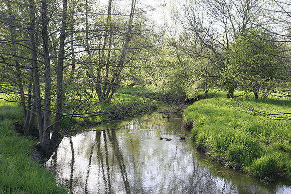 Spring at Springbrook Creek