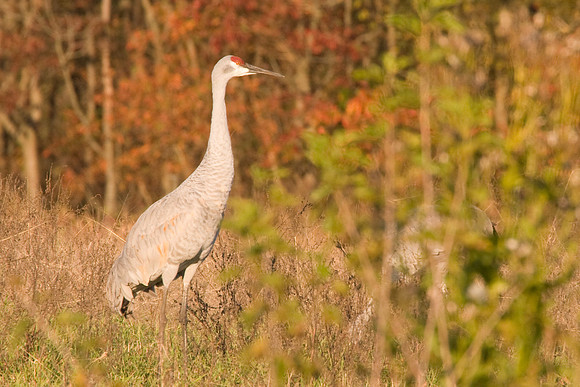 Sandhill Crane