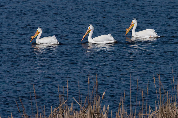 Get Your Pelicans in a Row