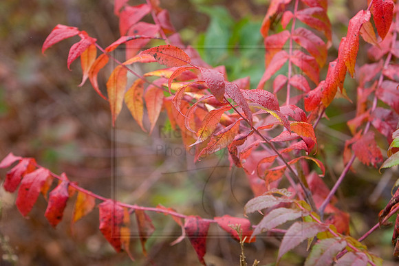 Sumac