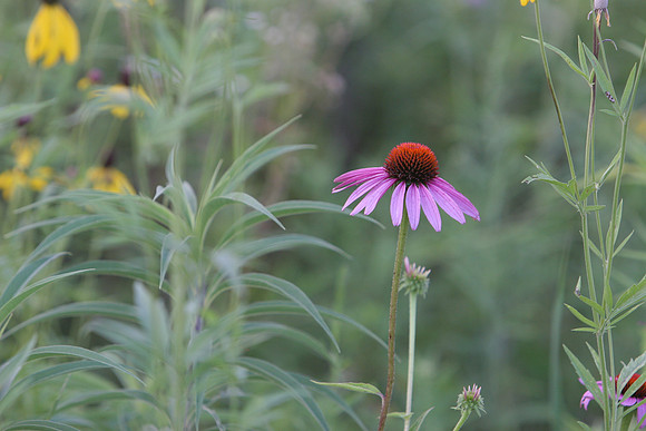 Coneflower