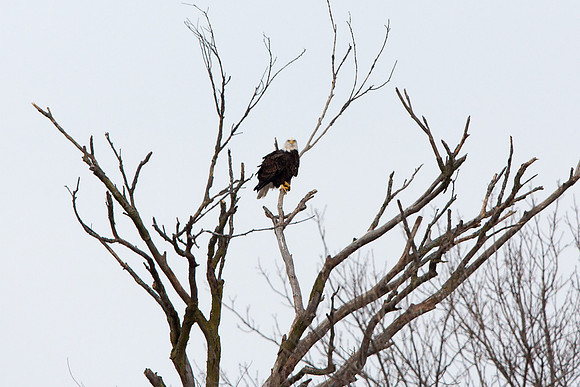 Montgomery Dam Bald Eagle