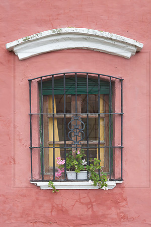 Geraniums