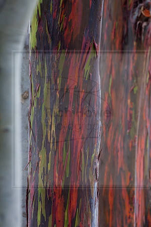 Bark