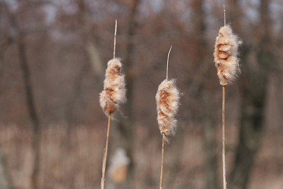 Cattails