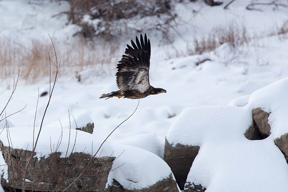 Yearling Eagle