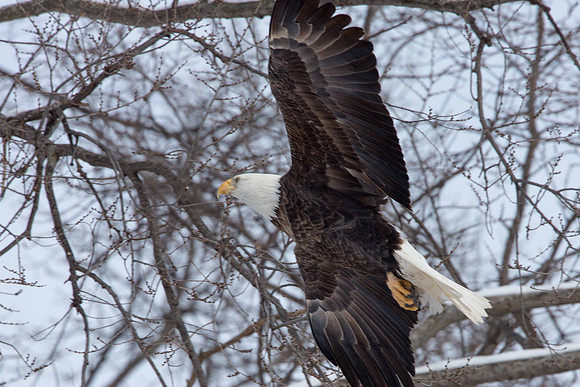 Climbing Eagle