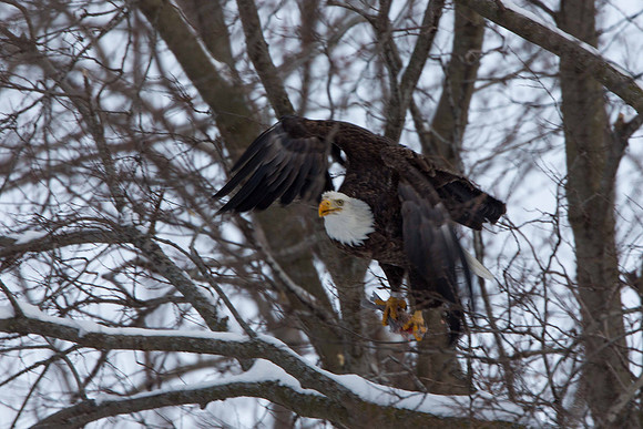 Eagle Take Off