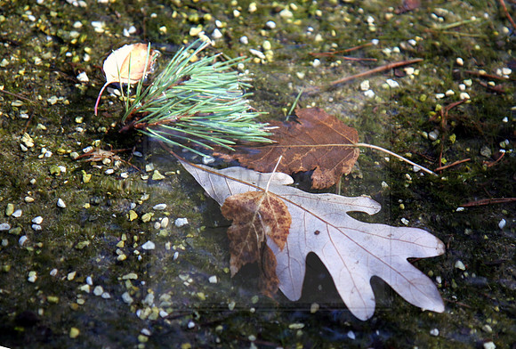 Suspended Leaf