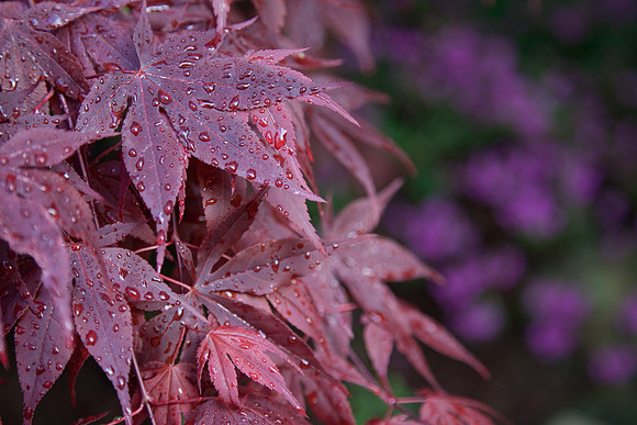 Beaded Crimson