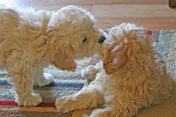 Kiss