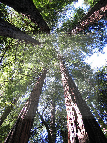 MuirWoods