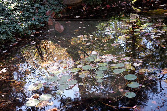 Reflected Tree