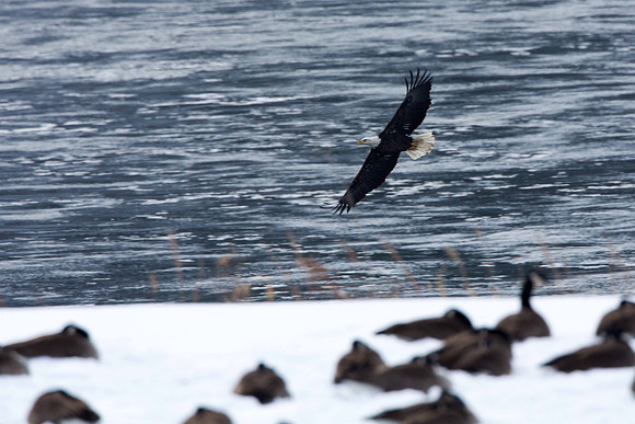 Eagle Flying Low