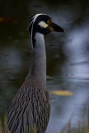 Tricolored Heron