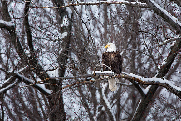 Waiting Eagle