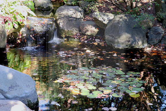 Lillypad Pond