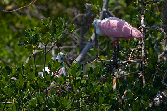Roseate Spoonbill