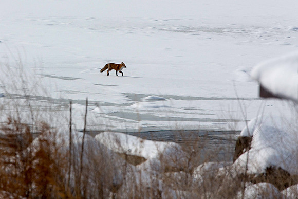 Fox Trot on Ice