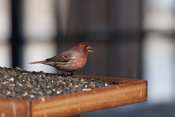 House Finch