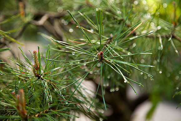 Evergreen Drops