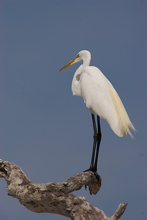 King of the Tree